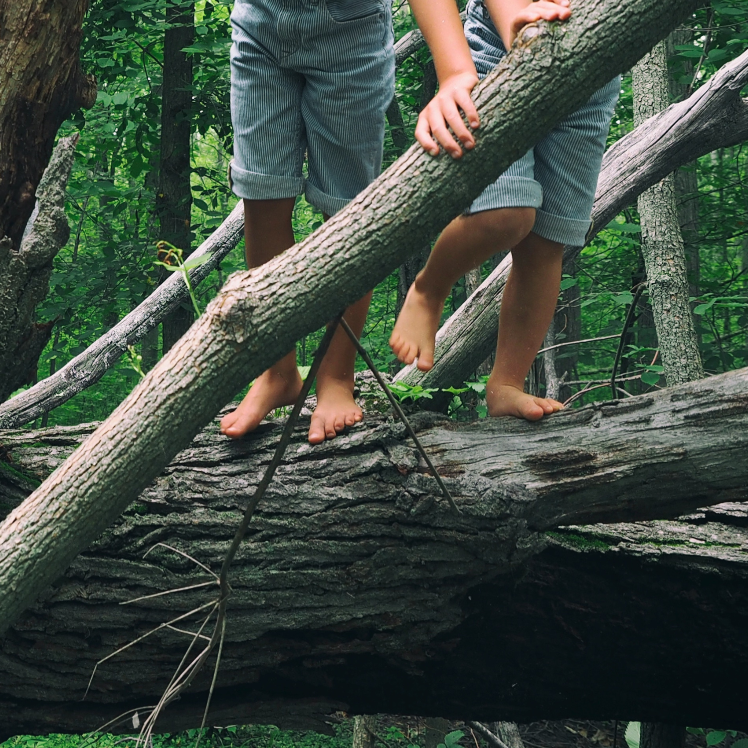 Lapset kiipeilemässä puunrungolla paljain jaloin